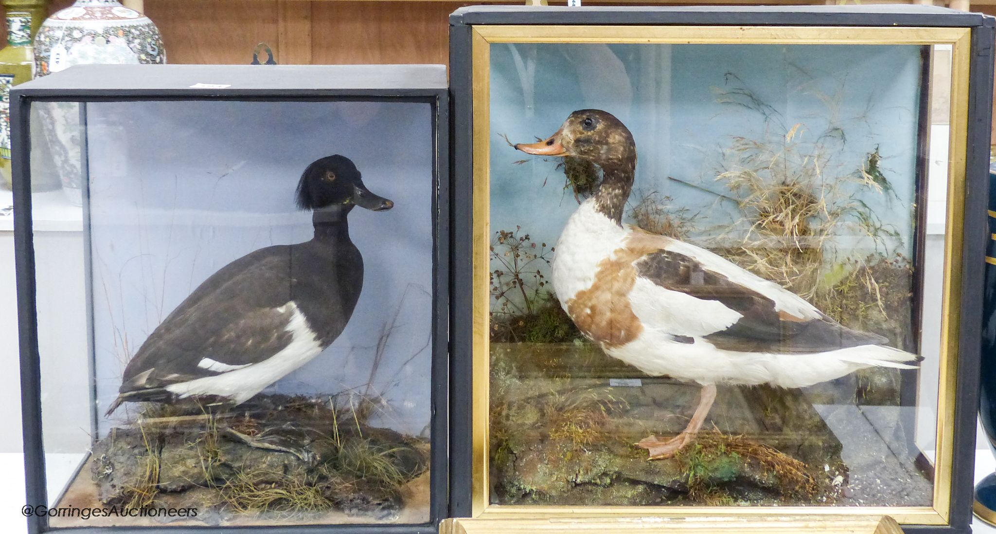 A taxidermic shelduck and a taxidermic tufted duck, each in glazed case, largest 58.5 x 48cm